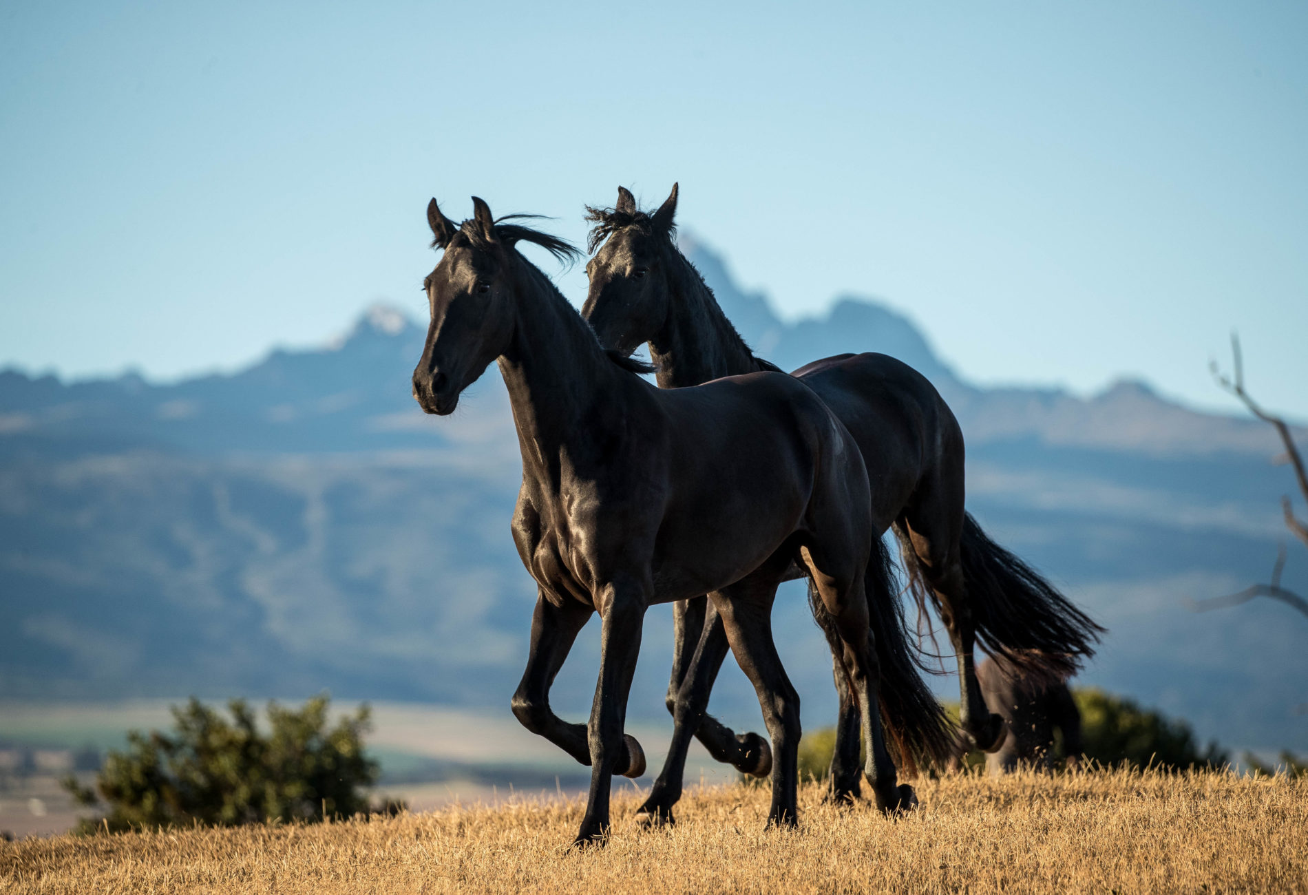 Sirai Stud crossbred horses